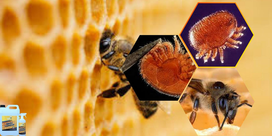 Kako zaštititi pčele od varoe?