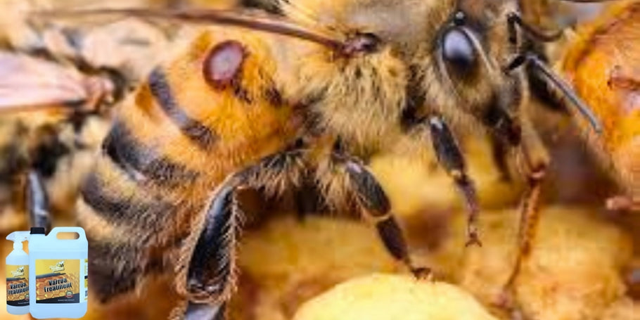 Inovacija u zaštiti pčela: proizvod protiv Varroe koji mijenja pravila igre