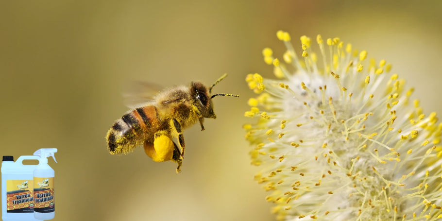 Grinja Varroa: Nevidljivi neprijatelj košnice